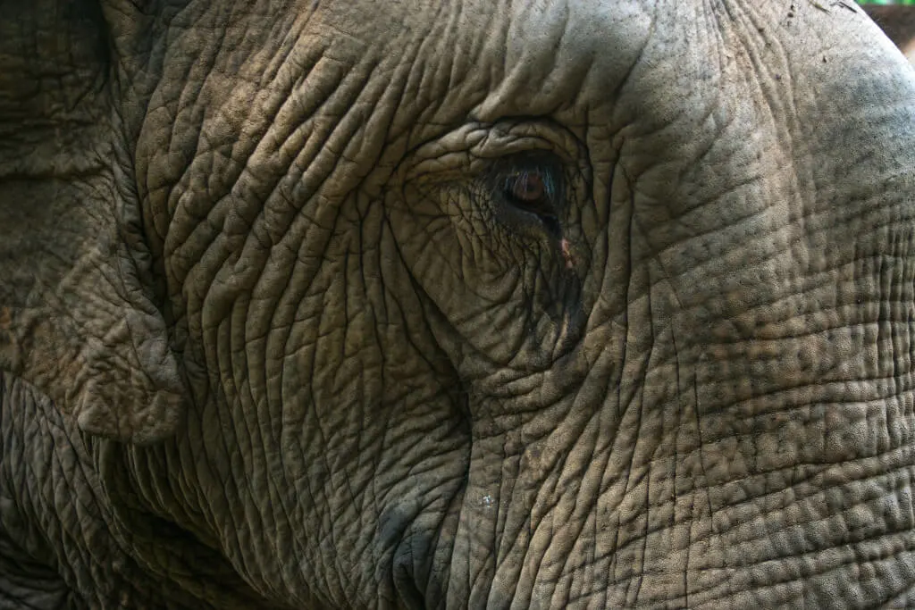 Chiang Mai elephant tour ethical thailand