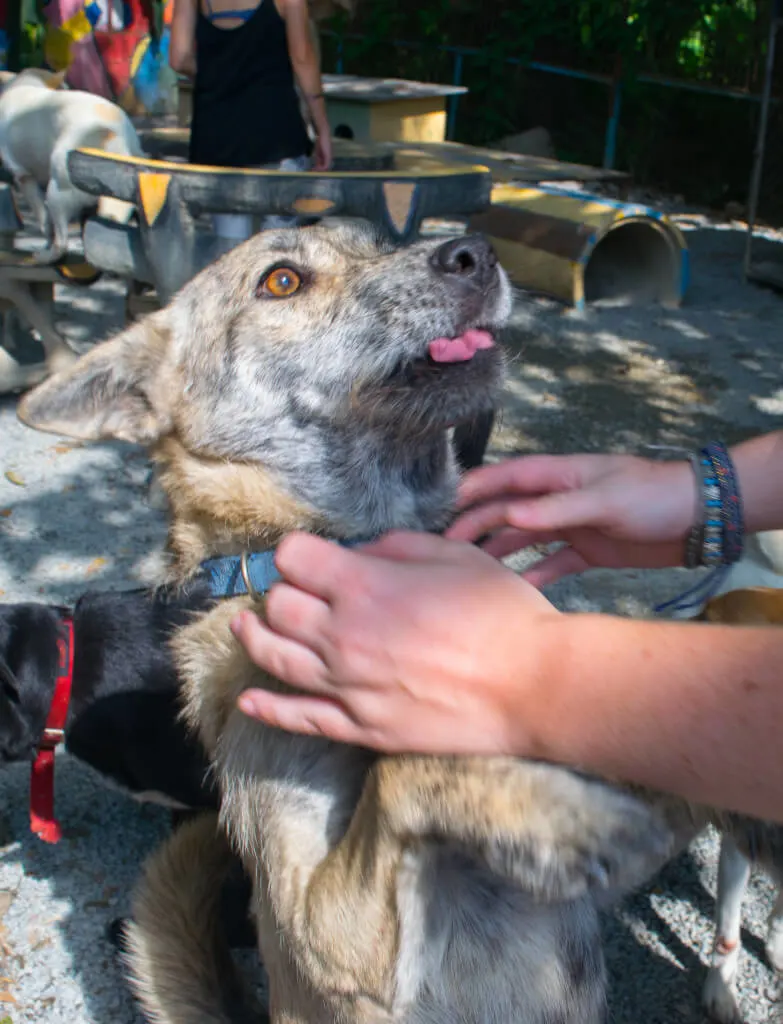 Feral dogs in thailand shelter