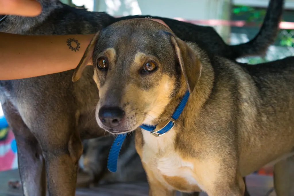 Volunteering at Care for Dogs Chiang Mai Thailand