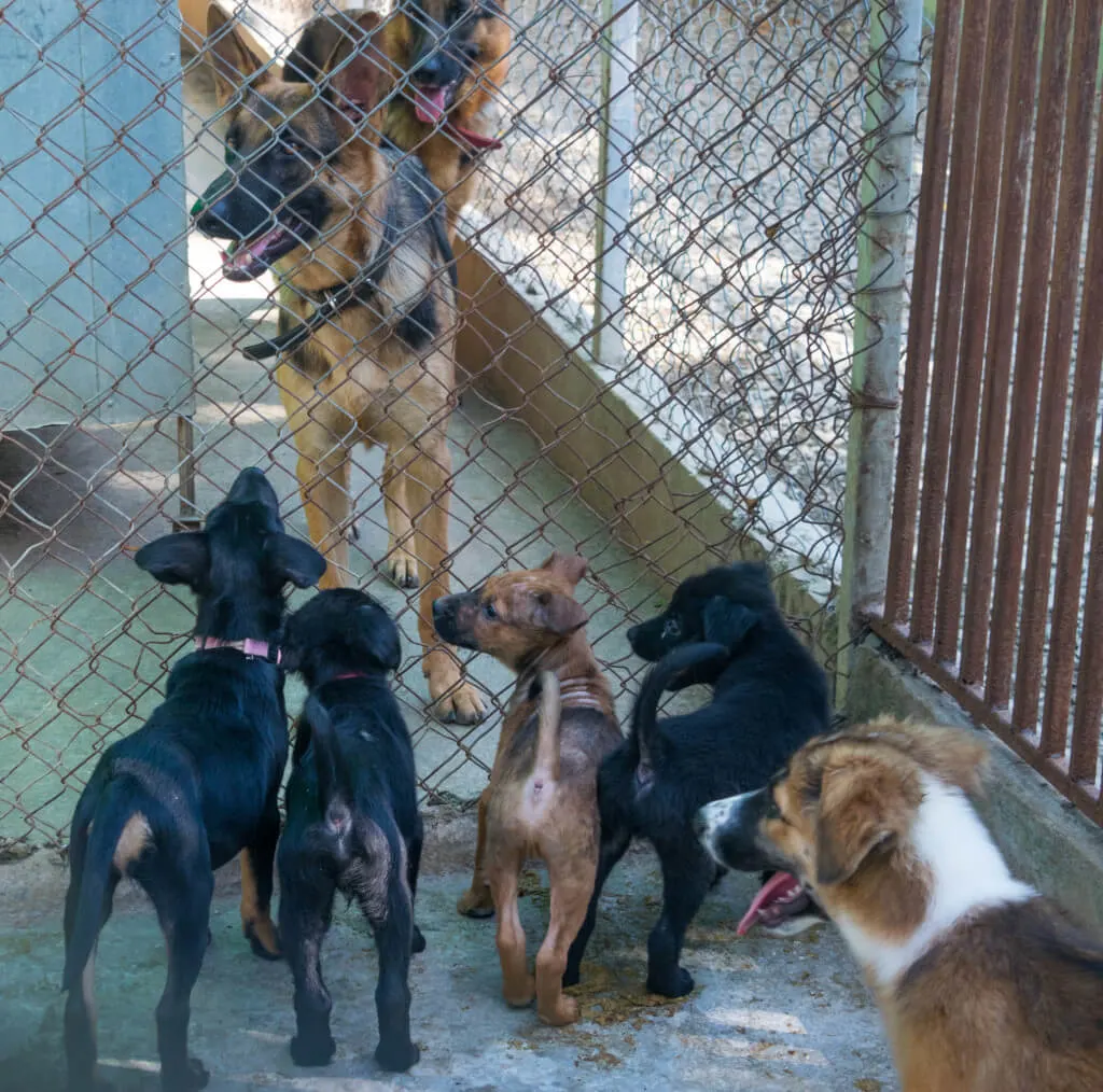 Puppies Care for Dogs Chiang Mai Thailand