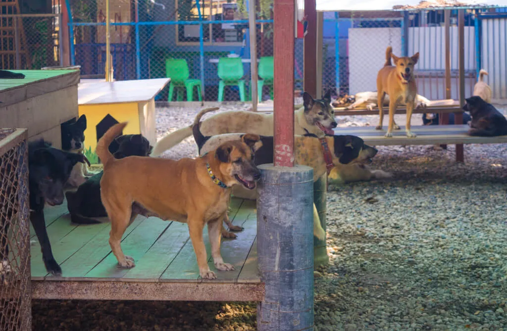 dog shelter in thailand chiang mai