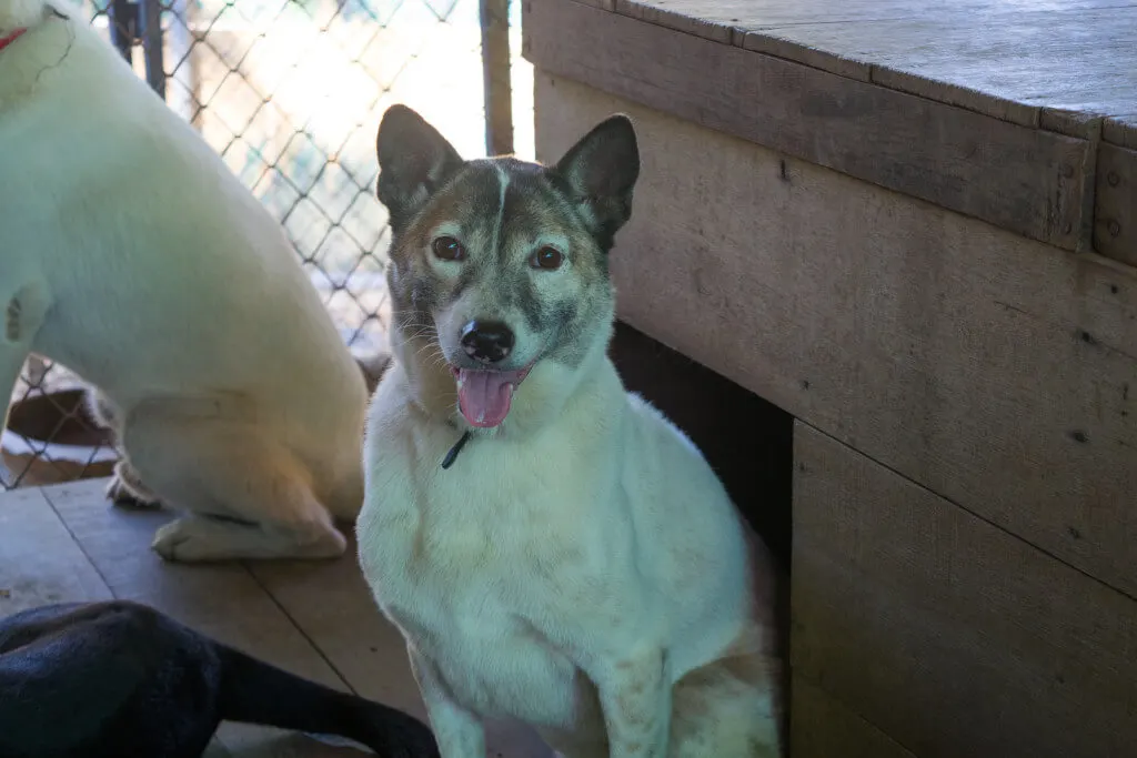 Volunteering at Care for Dogs Chiang Mai
