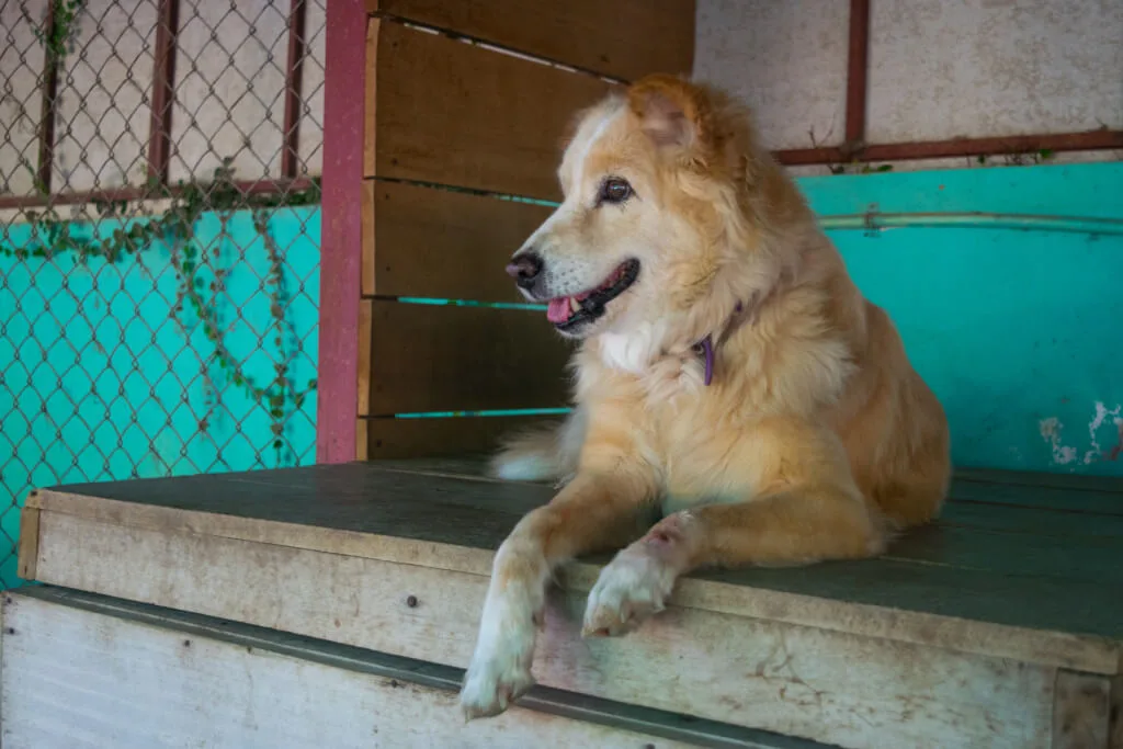 care for dogs in Thailand