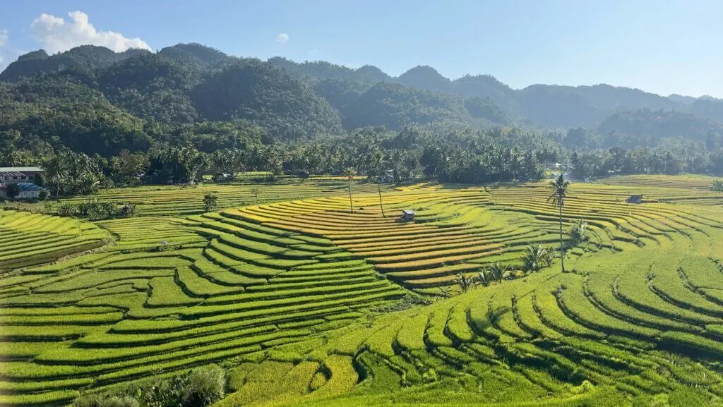 bohol rice terraces