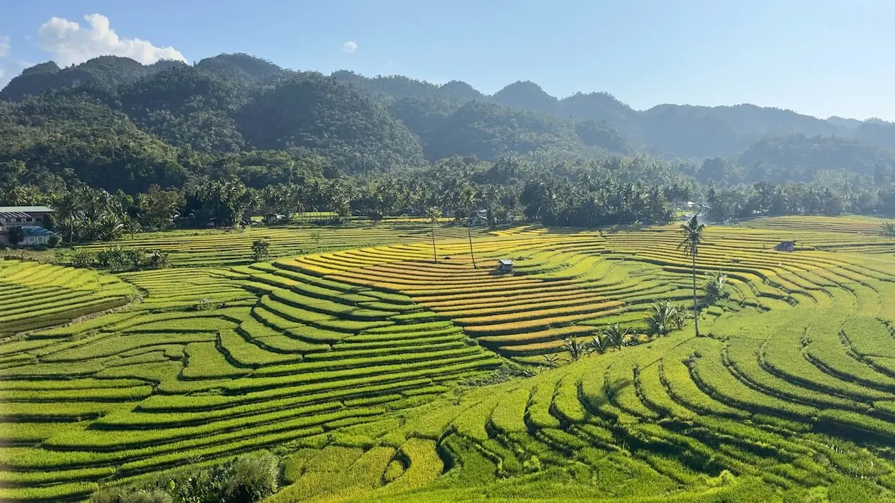 view from above the Cadapdapan Rice Terraces