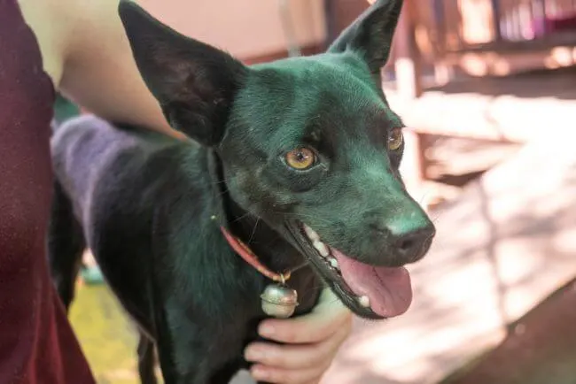Volunteering at Care for Dogs Chiang Mai Thailand
