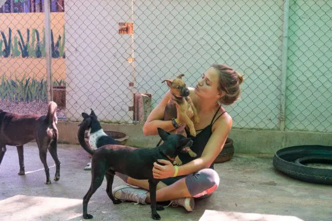 Volunteering at Care for Dogs Chiang Mai Thailand volunteering with puppies
