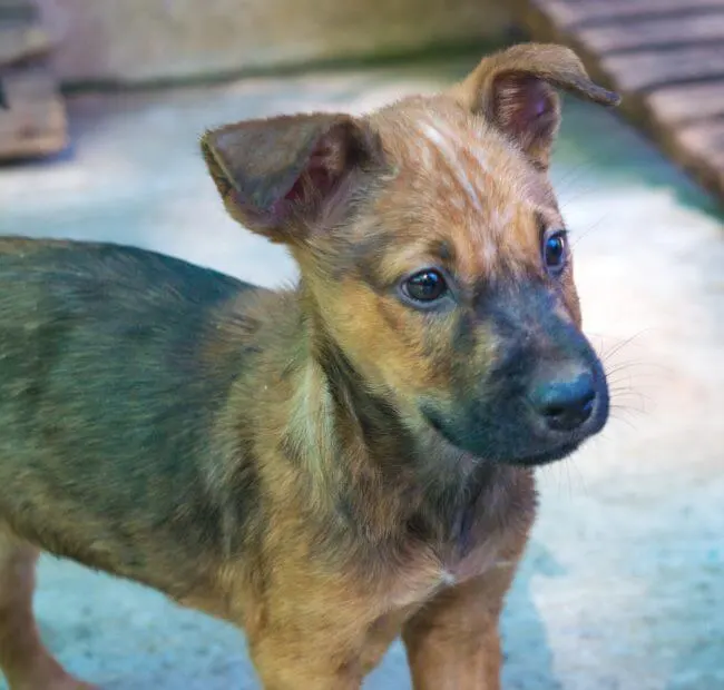 Volunteering at Care for Dogs Chiang Mai Thailand puppy baby so cute