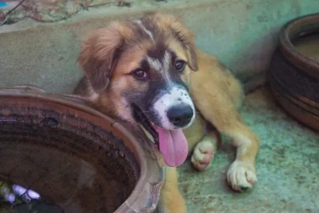Volunteering at Care for Dogs Chiang Mai Thailand
