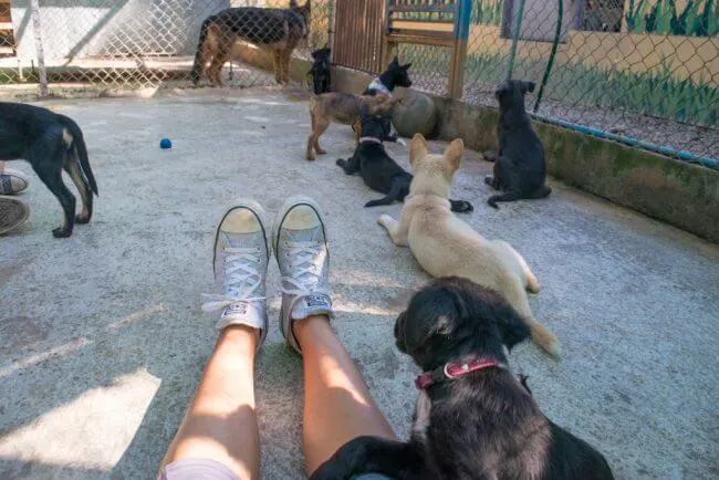 Volunteering at Care for Dogs Chiang Mai Thailand