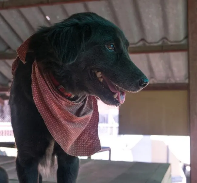 Volunteering at Care for Dogs Chiang Mai Thailand