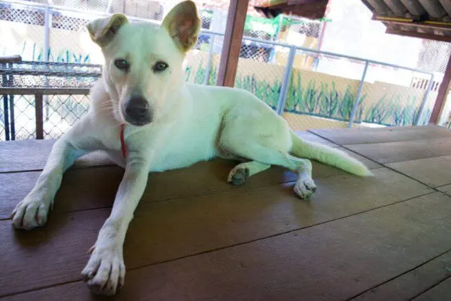 Volunteering at Care for Dogs Chiang Mai Thailand