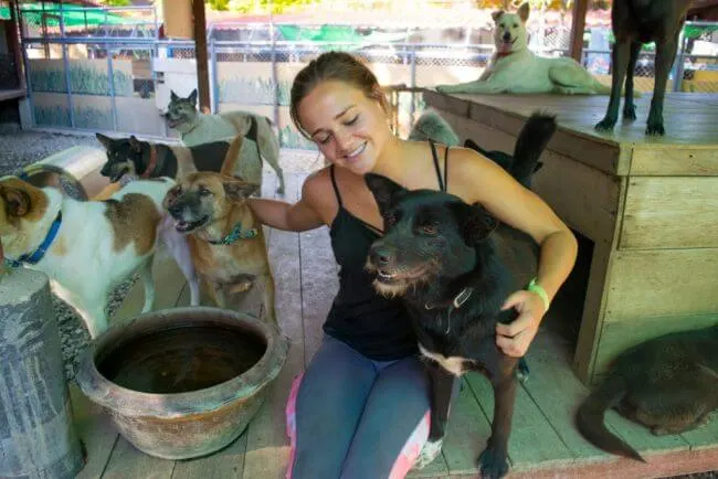 Volunteering at Care for Dogs Chiang Mai Thailand dog shelter volunteer southeast asia