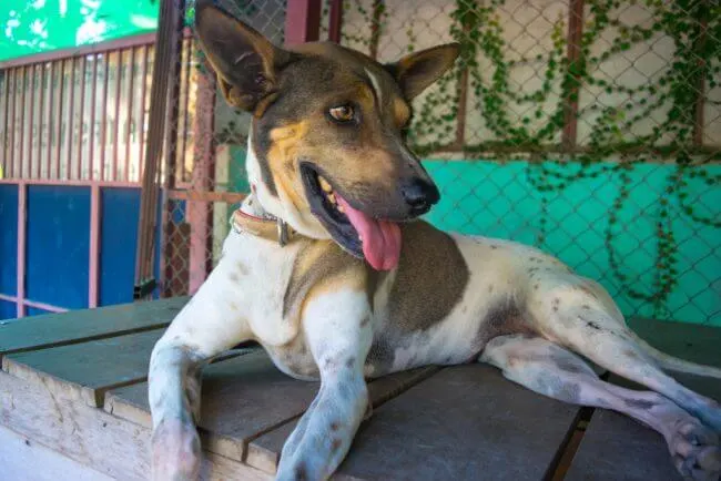 Volunteering at Care for Dogs Chiang Mai Thailand