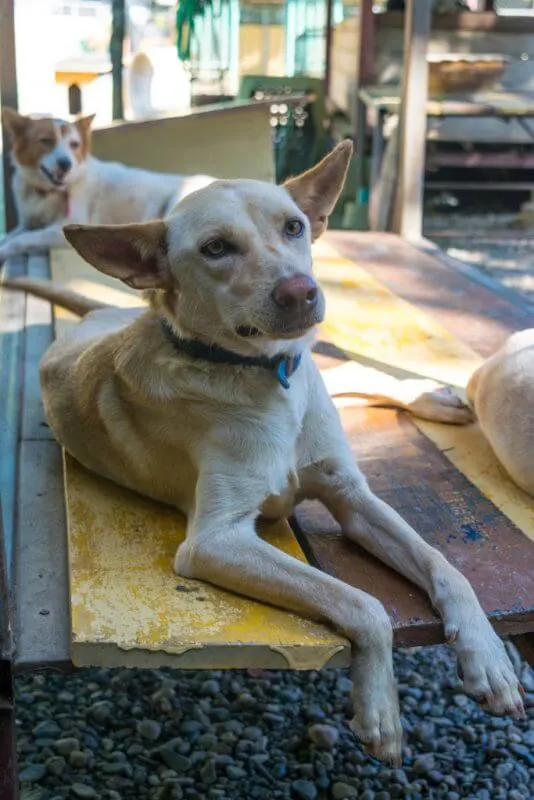 Volunteering at Care for Dogs Chiang Mai Thailand