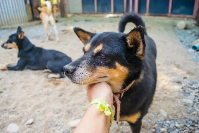Volunteering at Care for Dogs Chiang Mai Thailand
