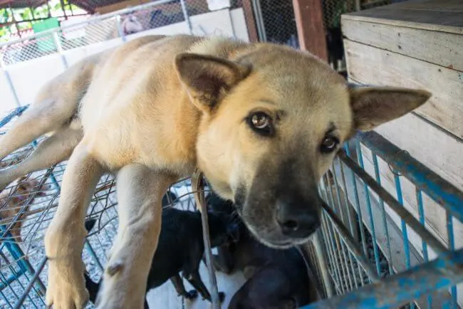 Volunteering at Care for Dogs Chiang Mai Thailand