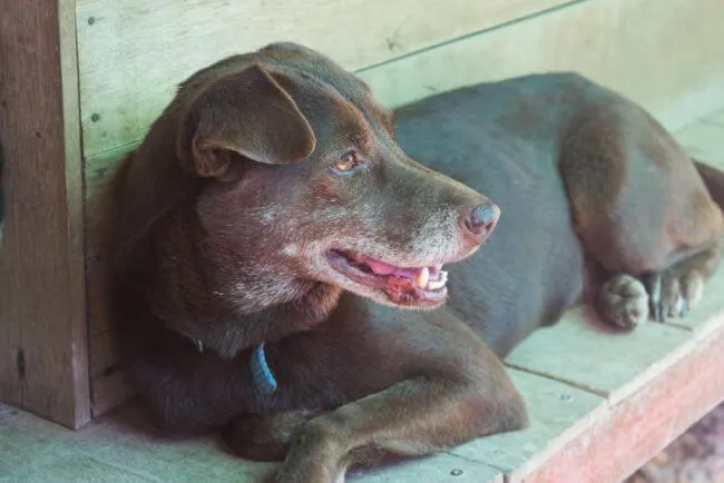 Volunteering at Care for Dogs Chiang Mai Thailand