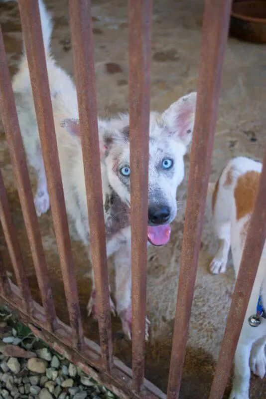 Volunteering at Care for Dogs Chiang Mai Thailand