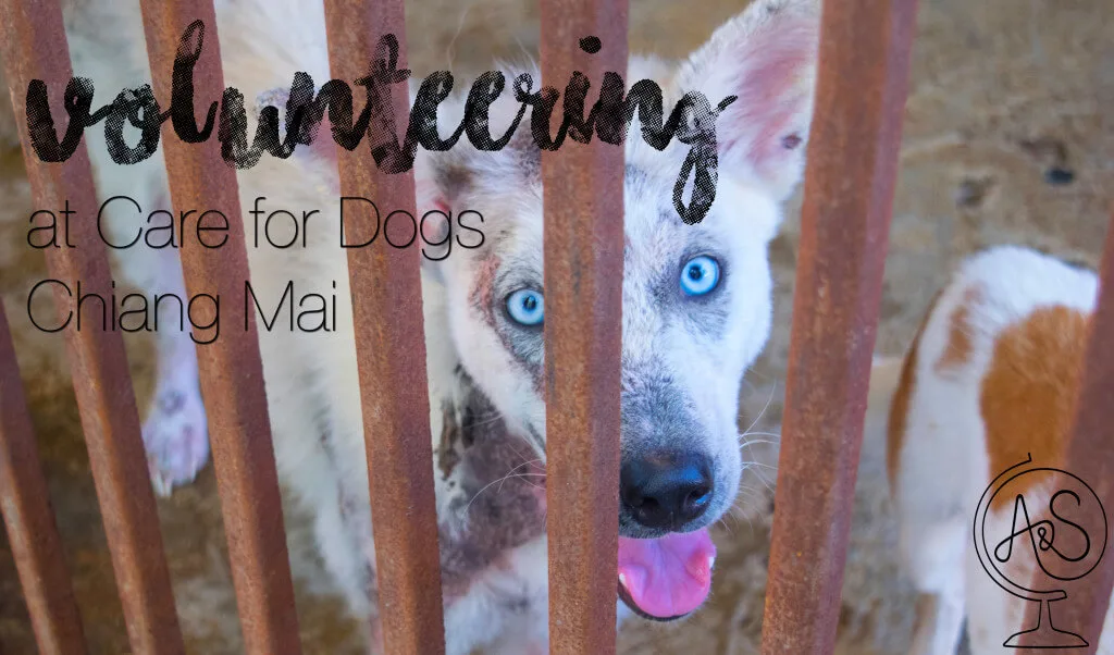 Volunteering at Care for Dogs Chiang Mai Thailand