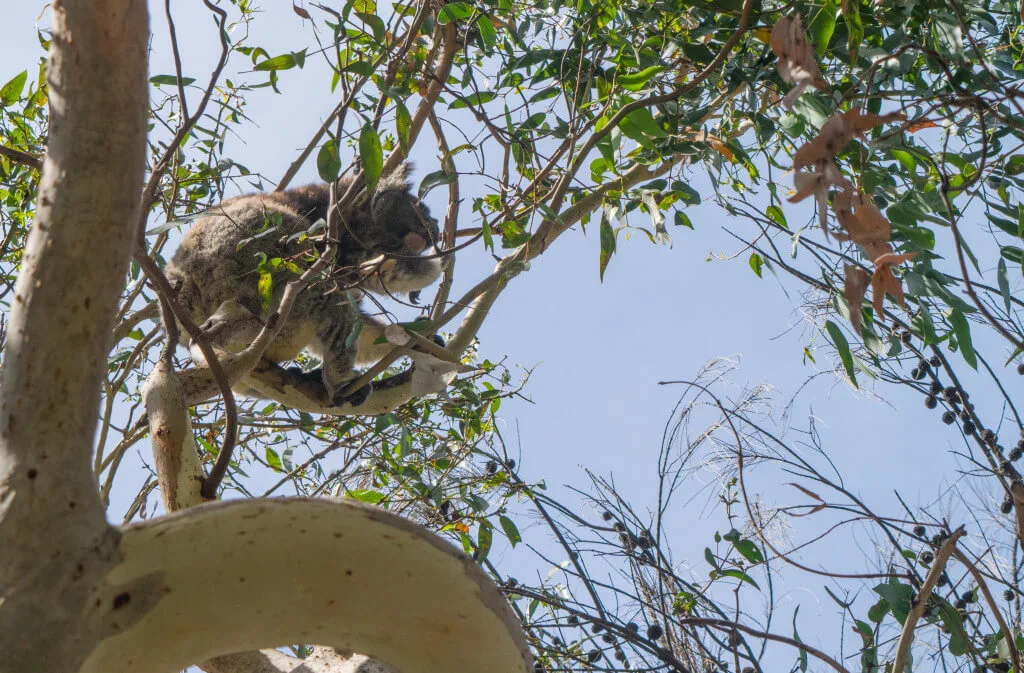 kennett river koalas great ocean road self drive 3 day
