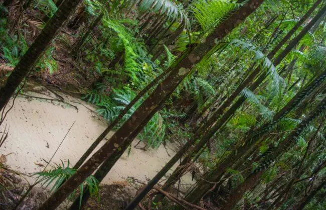hiking on fraser Island Queensland