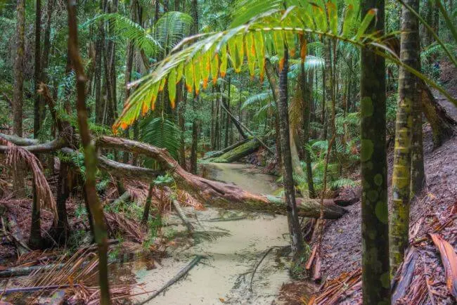 fraser island rainforest and rivers