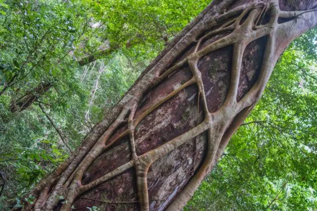 interesting roots on fraser island K'gari