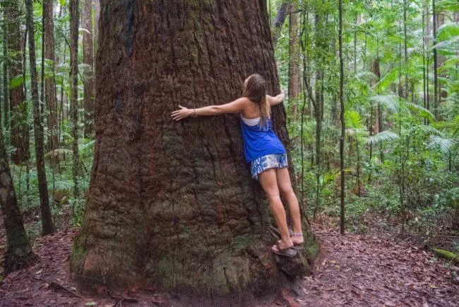 tree hugging on fraser island day tours
