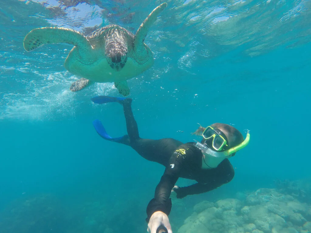 snorkelingwith turtle great barrier reef