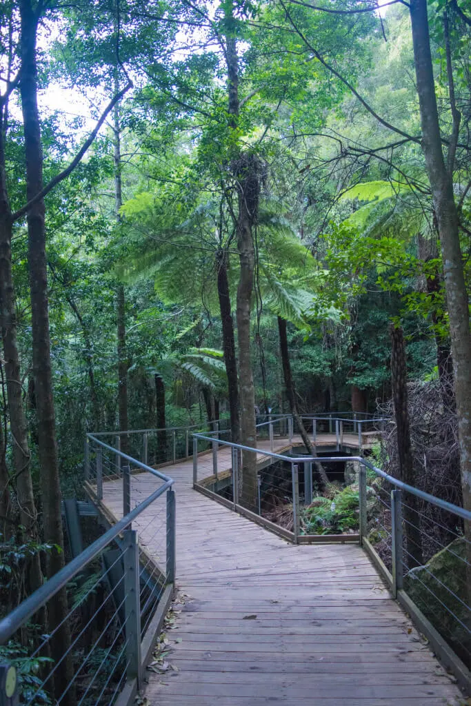 Blue Mountains Trail Bush Walk