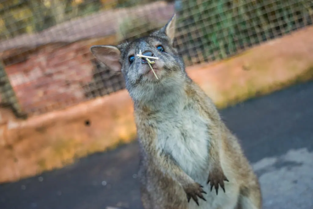 Cute Wallaby Eating