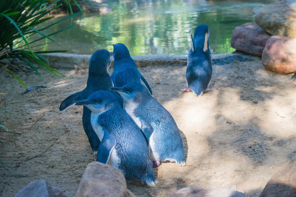Australian Penguins