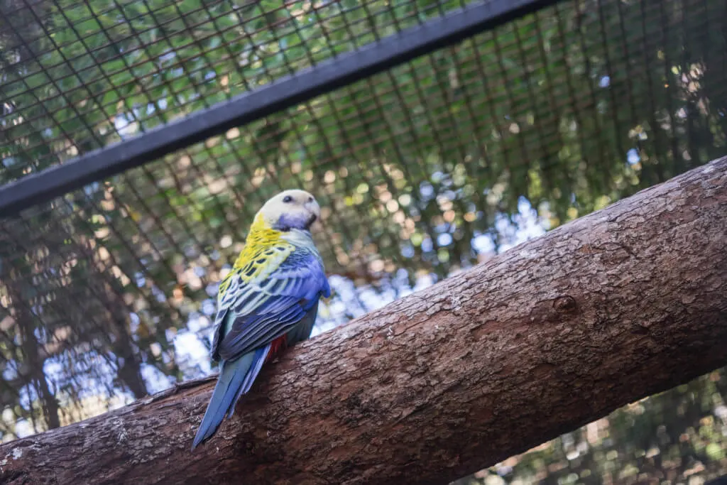 Colorful Parrot