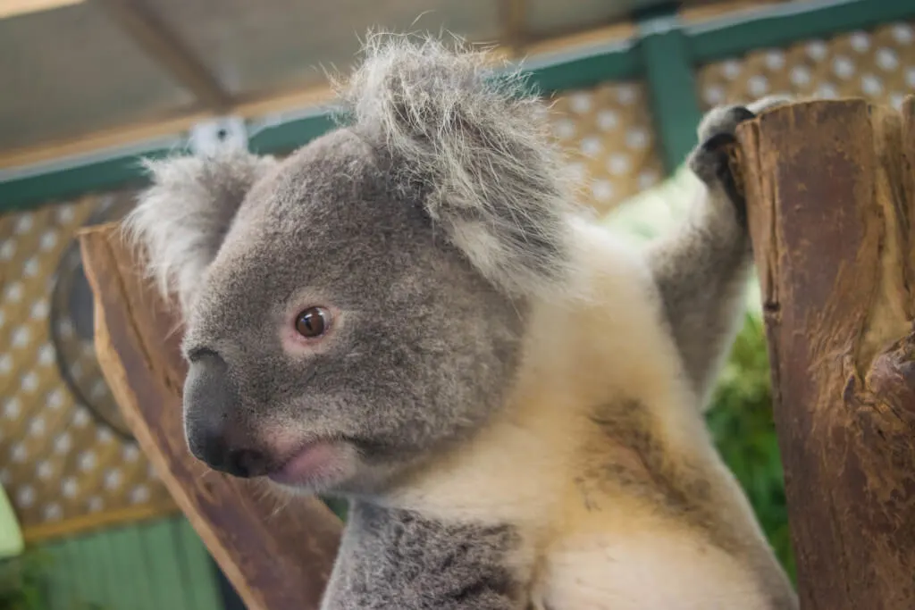 Cooper the Koala