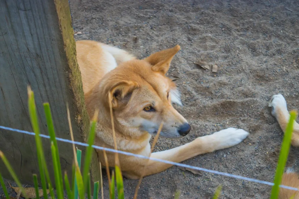 Cute Dingo