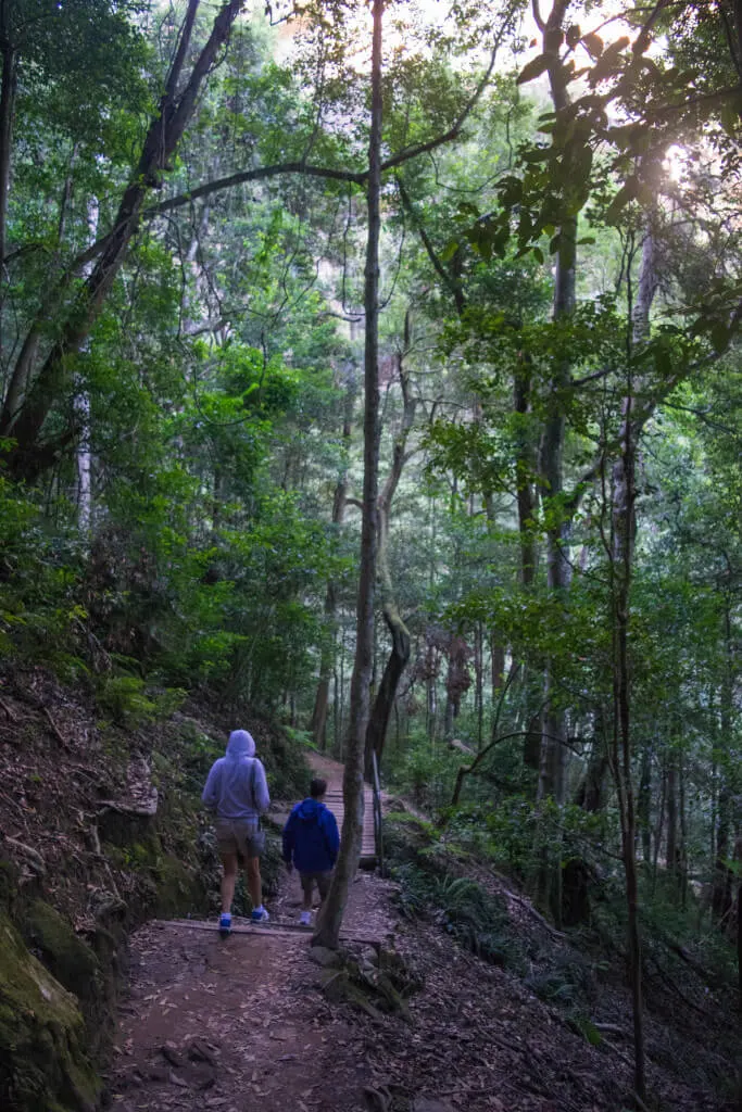 Blue Mountains Trail Bush Walk