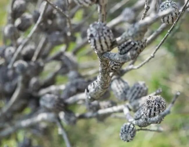 australian bush