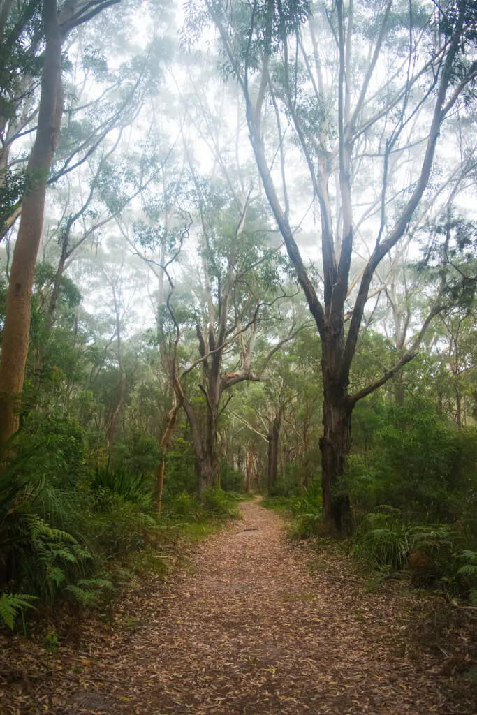 Royal national park coastal walking track near Otford station