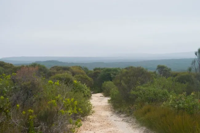 Royal National Park bush walking