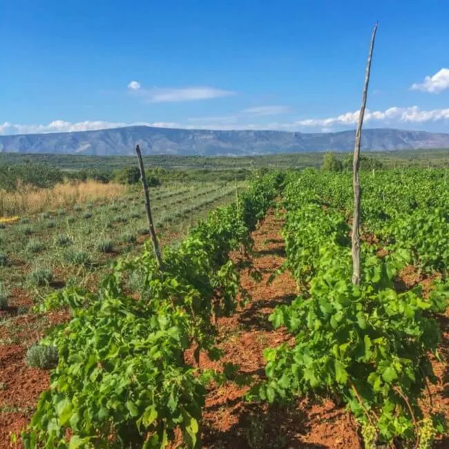 Stari Grad Winery Hvar Guide Croatia