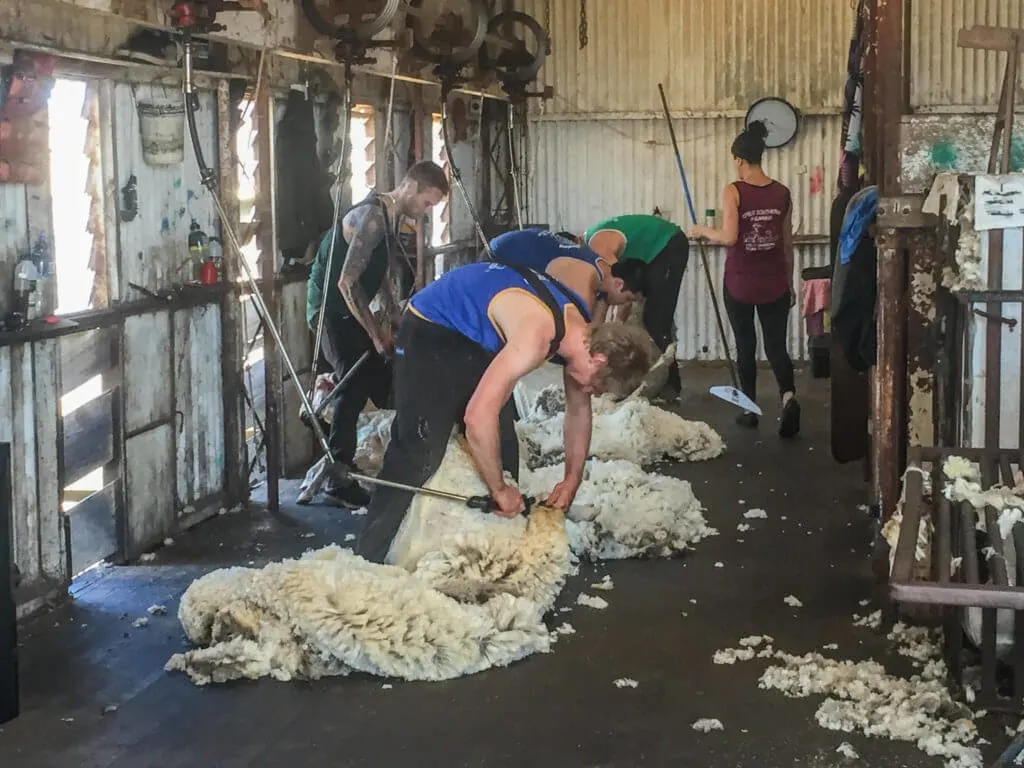 sheep shearing western australia