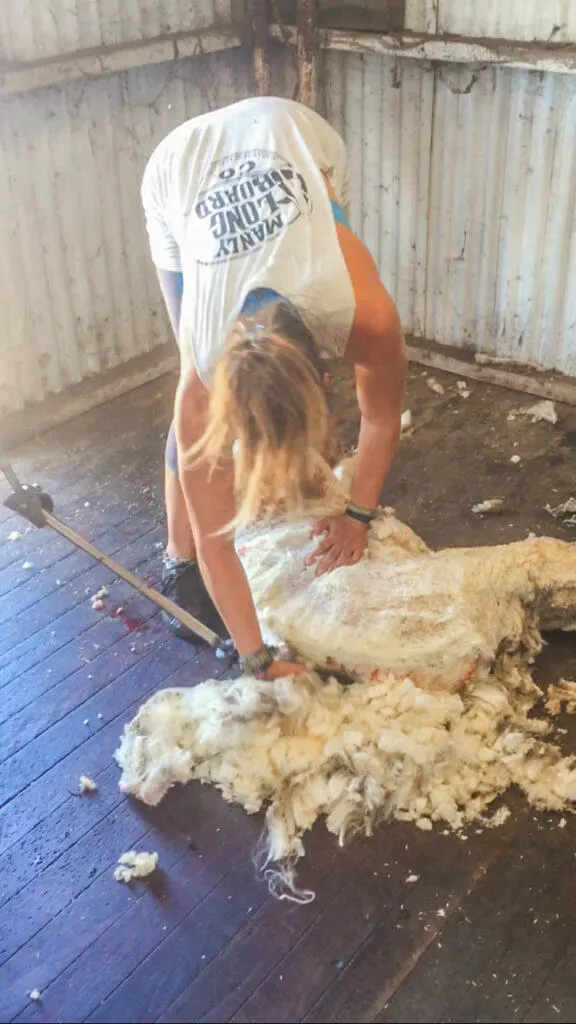 sheep shearing western australia