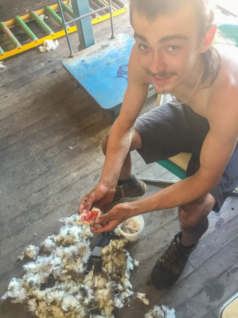 sheep shearing skin