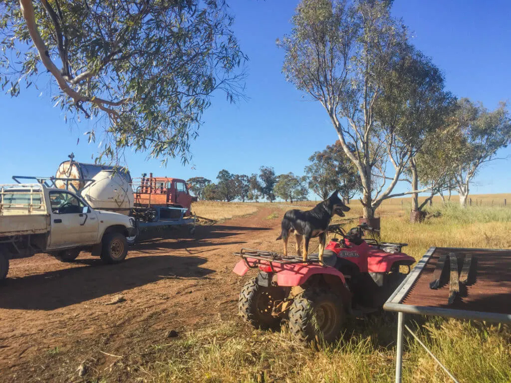sheep dog farm dog