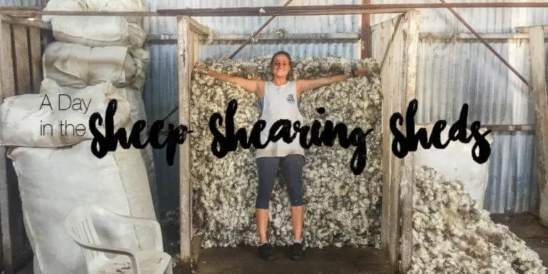 A Day in the sheep shearing sheds