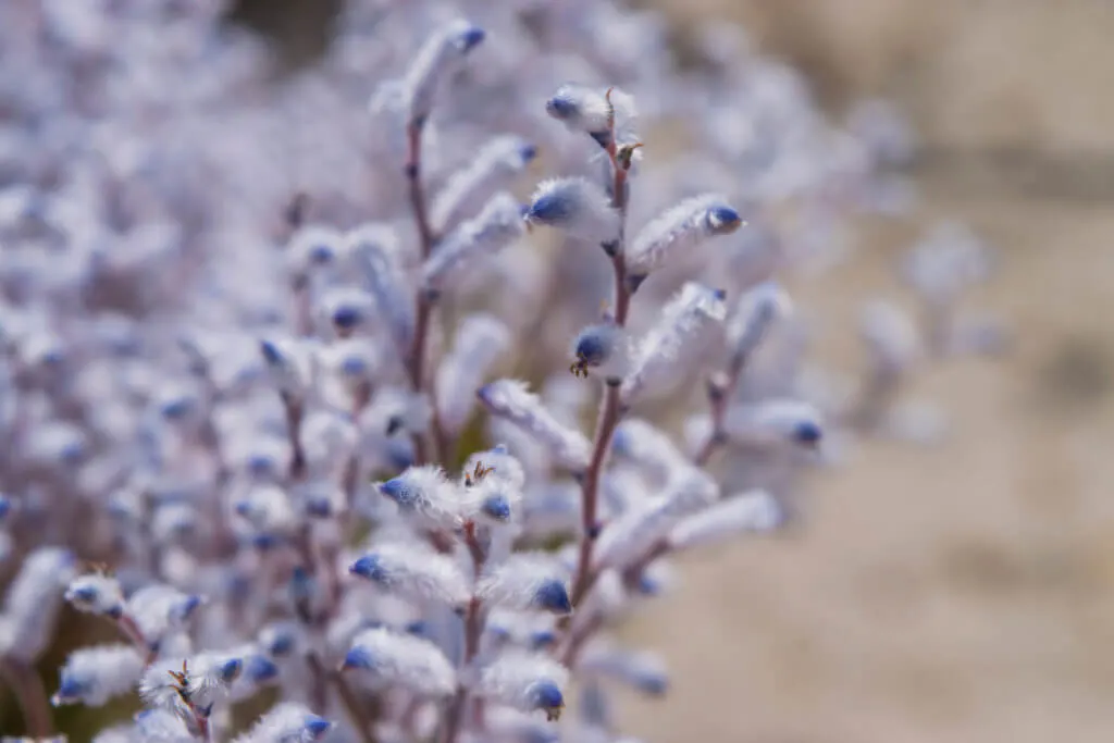 wildflowers harrismith
