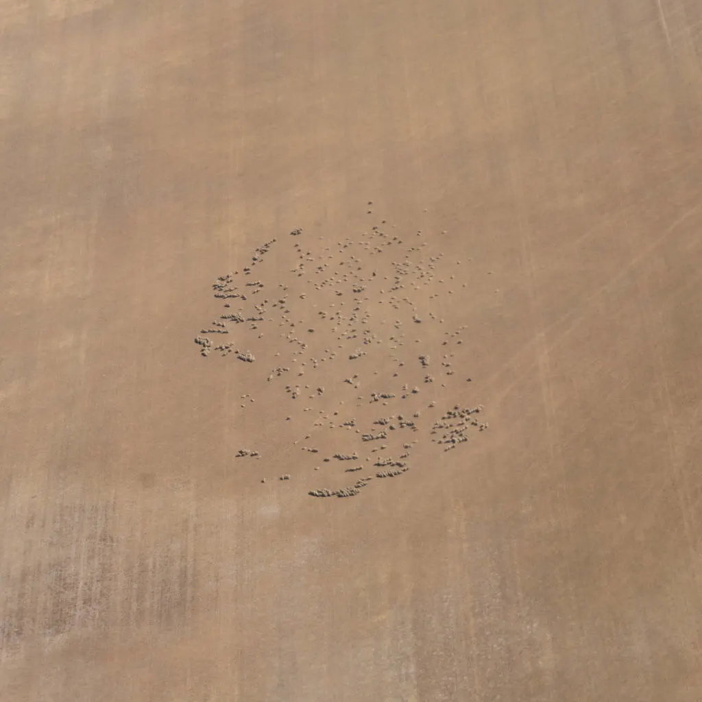 sheep from the sky crop dusting