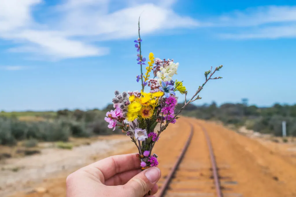 wildflowers harrismith wickepin shire walking trails