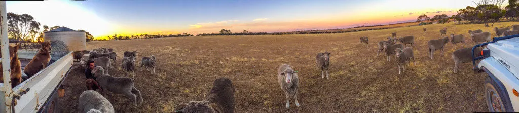 feeding sheep western australia kukerin